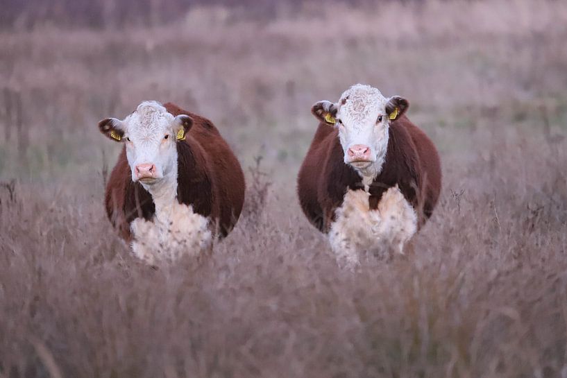 Cow duo by Karin van Rooijen Fotografie
