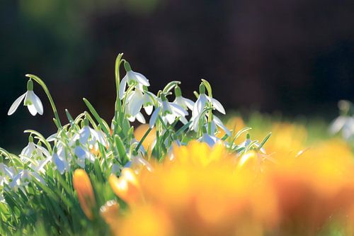 Sneeuwklokjes in de tuin. Met narcissen.
