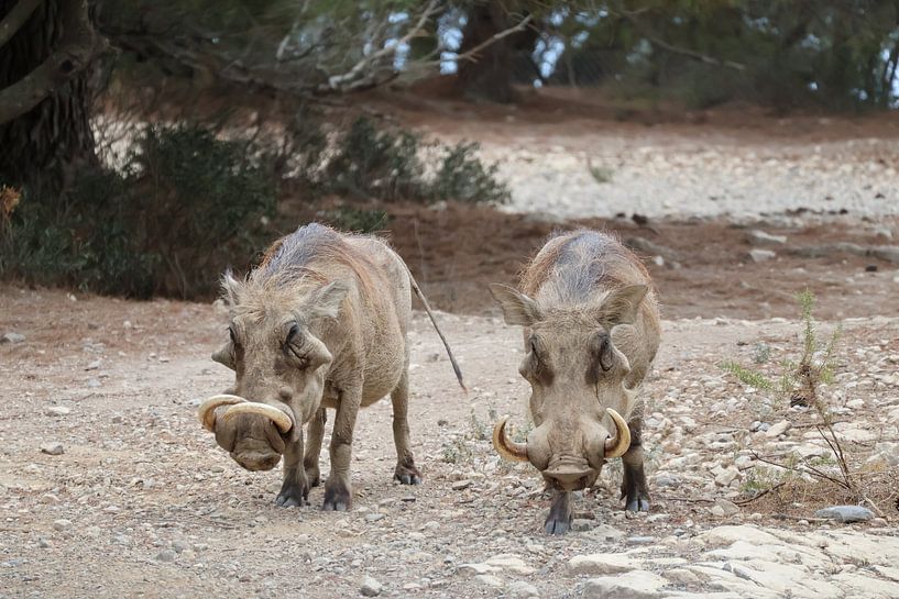 Animals and Nature by Lennart Mans