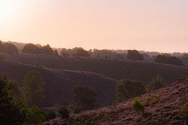 golden hour over the heath by Tania Perneel