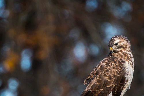 Prachtige buizerd
