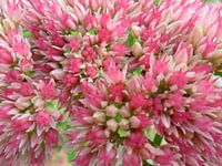 Uit de knop