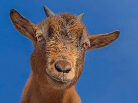 Geitekop close-up van Marcel Kieffer