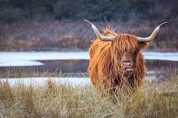 Schottischer Highlander