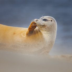 Seehund von Pim Leijen