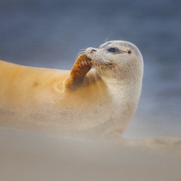 Seehund von Pim Leijen