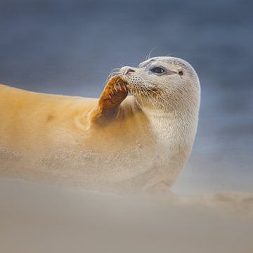 gewone zeehond van Pim Leijen