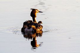 Great Crested with little ones in late afternoon sun