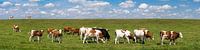 Cows on the hiking panorama