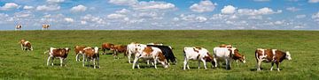 Koeien aan de wandel  panorama van Peter Hermus