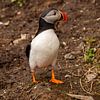 Puffin op pad van Bert Altena