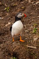 Puffin op pad