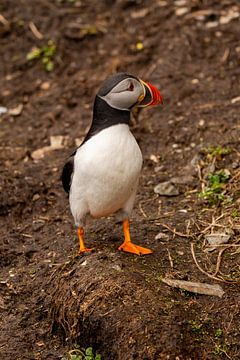 Puffin op pad