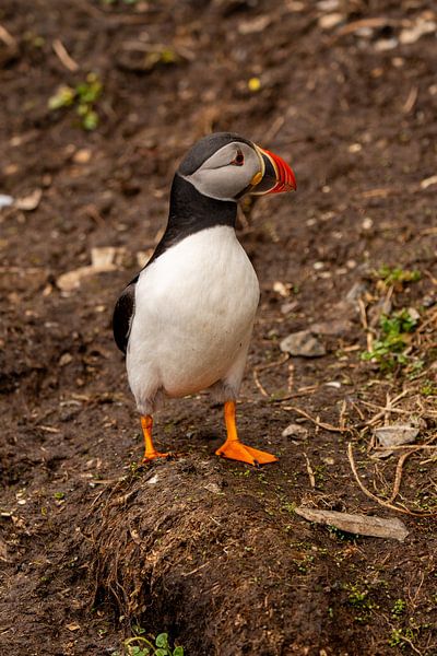 Puffin on the move by Bert Altena