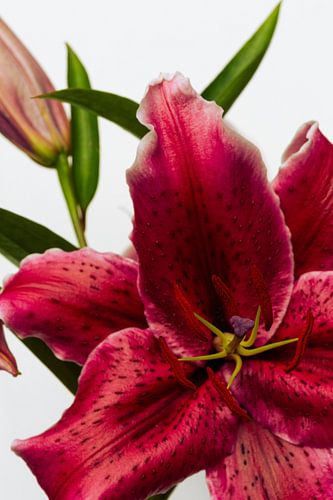 Oriental lily