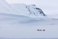 Rendieren op Spitsbergen