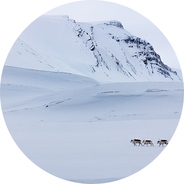 Rendieren op Spitsbergen van Marieke Funke
