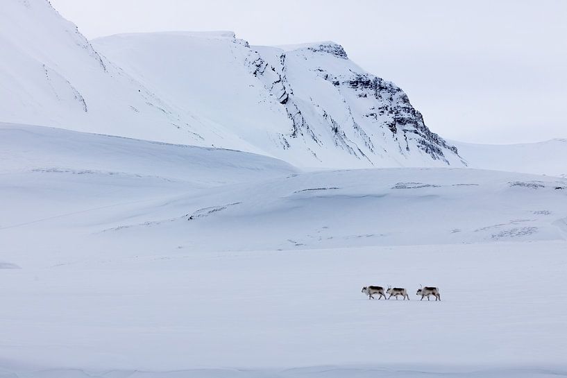 Des rennes au Spitzberg par Marieke Funke