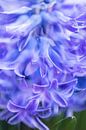 paarse hyacint van Karin Riethoven thumbnail
