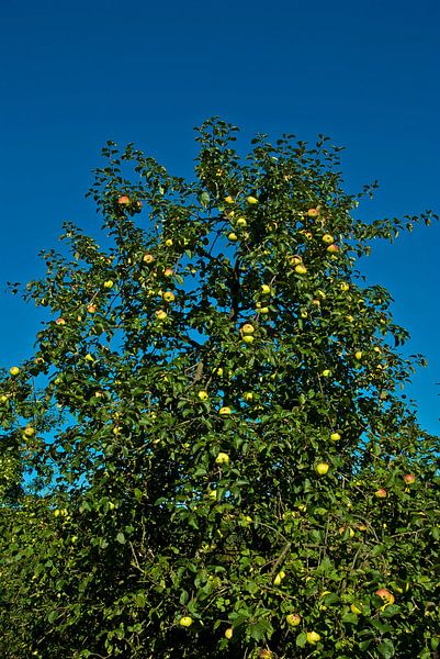 The apples by Norbert Sülzner