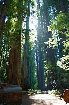 Redwoods California