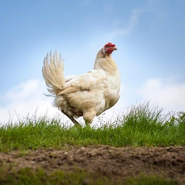Le poulet sur DuFrank Images