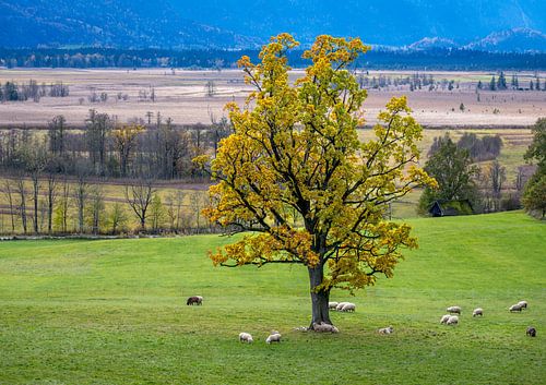 Schapen in de Muranuer Moos en onder een grote boom