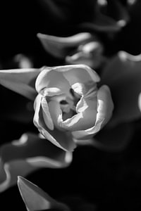 Donkere tulp