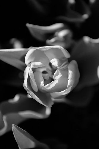 Donkere tulp