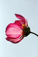 Bloem I.