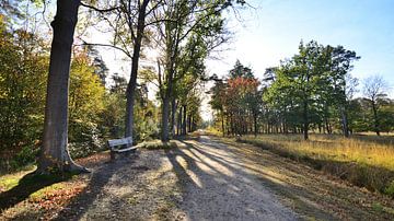 Bankje in het herfst bos van Evert-Jan Hoogendoorn
