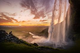 Isländischer Schafhirte bei Sonnenuntergang am Seljalandsfoss von Traveling dogs
