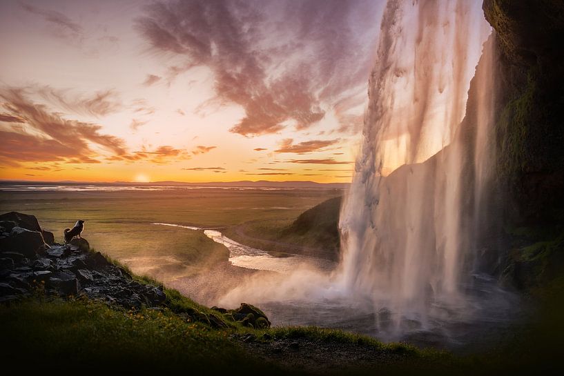 IJsland, hond bij zonsondergang Seljalandsfoss van Traveling dogs