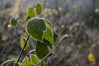 Herbstmorgen im Wald