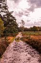 Herbstliche Pracht der Veluwe - Weg Nr. 4 von Deborah de Meijer Miniaturansicht