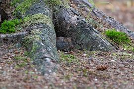 Mouse by Merijn Loch