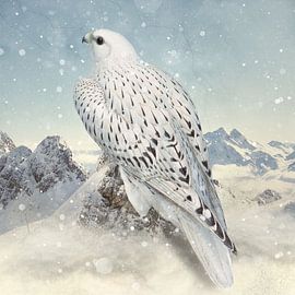 Greenland Falcon - Snowy White sur Marja van den Hurk