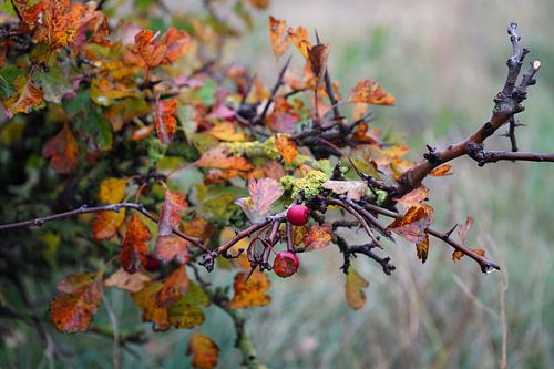 branche d'automne