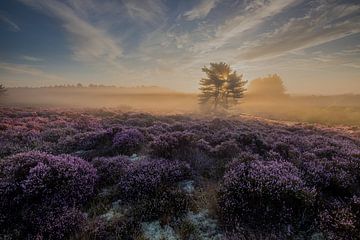 Heide bollen in de mist van peterheinspictures