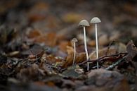 Drie paddenstoeltjes - Oosterbeek par Gerda Hoogerwerf Aperçu