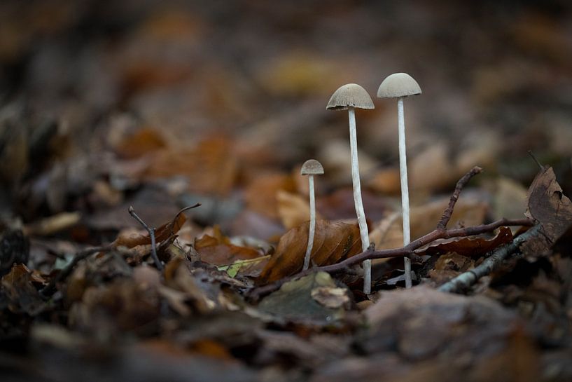 Drie paddenstoeltjes - Oosterbeek par Gerda Hoogerwerf