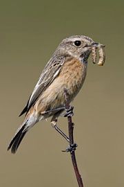 Stonechat d'Europe ( Saxicola torquata ), femelle, perchée sur une branche, tenant des proies ( vers