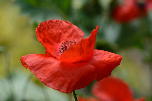 Red poppy