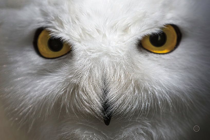 Snowy Owl Stare, Nathan Larson by Wild Apple