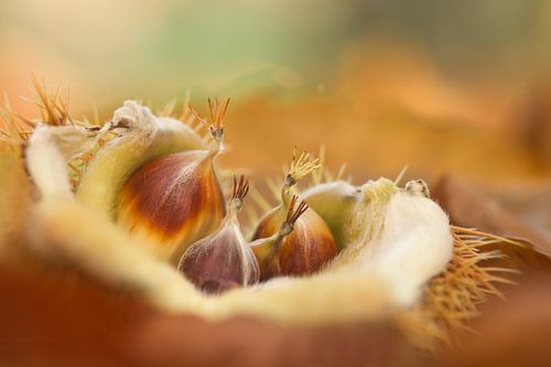 Herbst im Wald mit Kastanien in der Schale