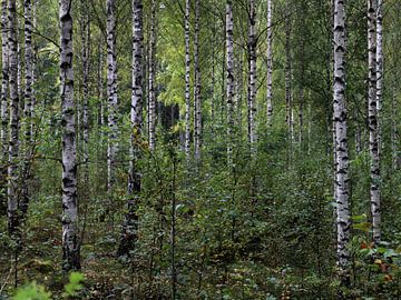 Young birch trees in Swedish forest by Antoon Loomans