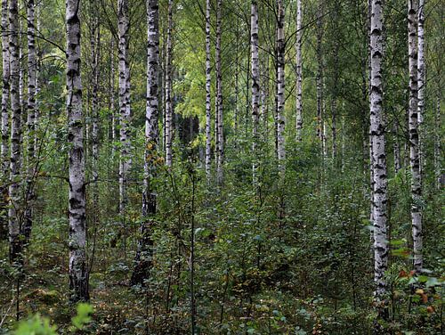 Junge Birken in einem schwedischen Wald