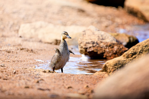 Junge Baby Stockente am Oderteich im Harz