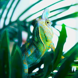 The chameleon that goes for it by Daniëlle van den Berg