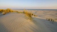 Terschelling, quelle île ! par Dirk van Egmond Aperçu